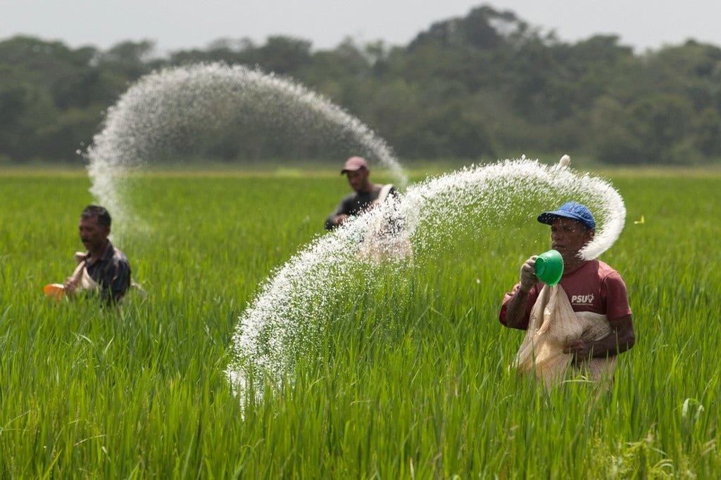 Application of Urea Fertilizer and Uses of Urea Fertilizer for Plants - Greensouq