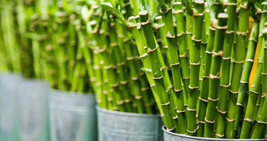 Bamboo Plants in Dubai - Greensouq