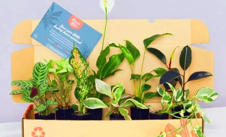 Box of Plants for Beginners: Green Thumb Tips and Tricks - Greensouq