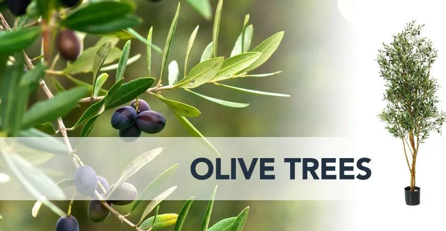 Discover the Beauty of Olive Trees in Dubai: A Guide to Olive Tree Care and Cultivation - Greensouq