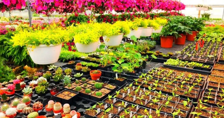 Dubai Nursery Plants: Health Benefits of Nursery Plants in Dubai Homes - Greensouq