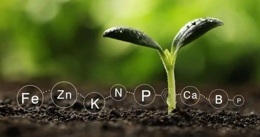 Role of Fertilizers in Growth of Plants - Greensouq