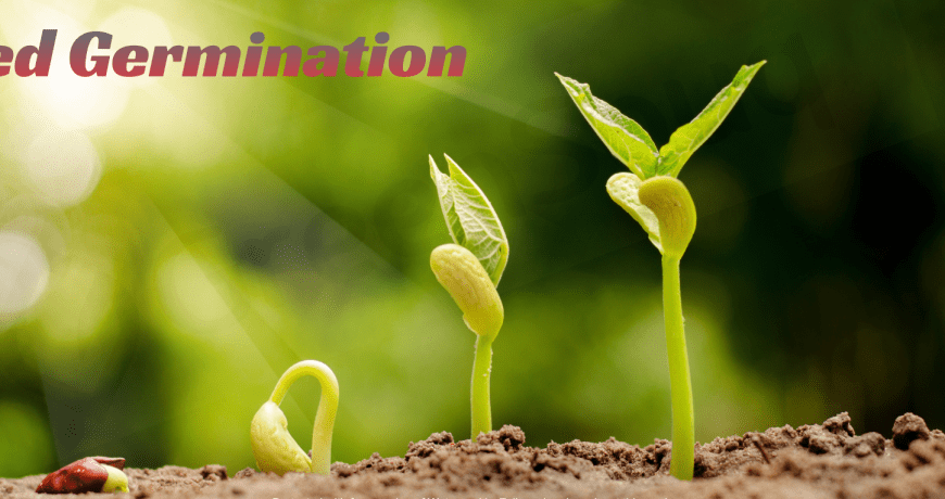 Seed Germination “Germinate your Seeds Successfully in 6 Easy Steps” - Greensouq