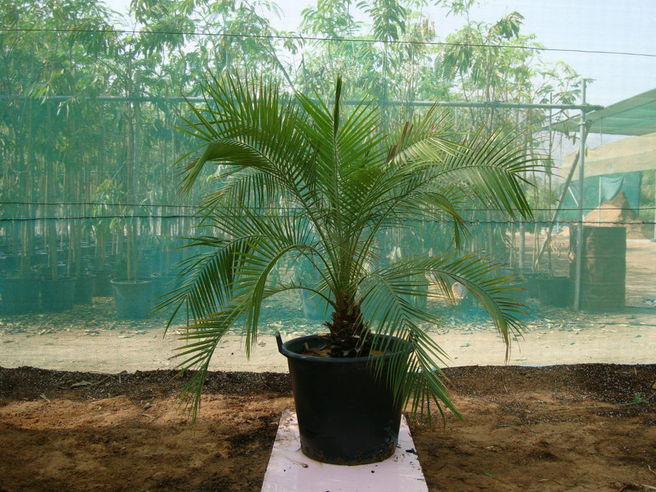 Phoenix Roebelenii "Miniature date palm"(outdoor)