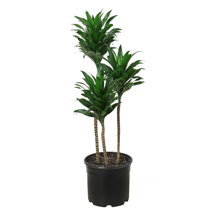 Dracaena fragrans "Janet Craig"