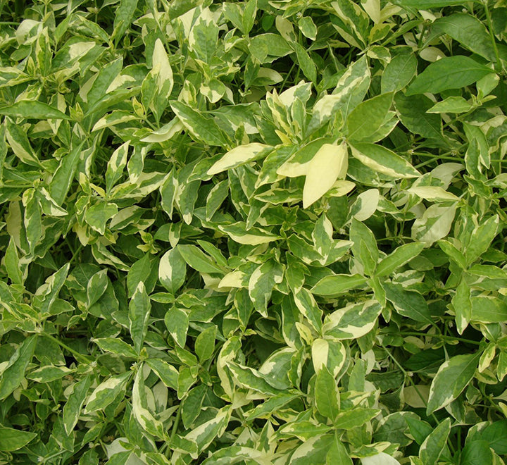 Alternanthera ficoidea ‘Gold’
