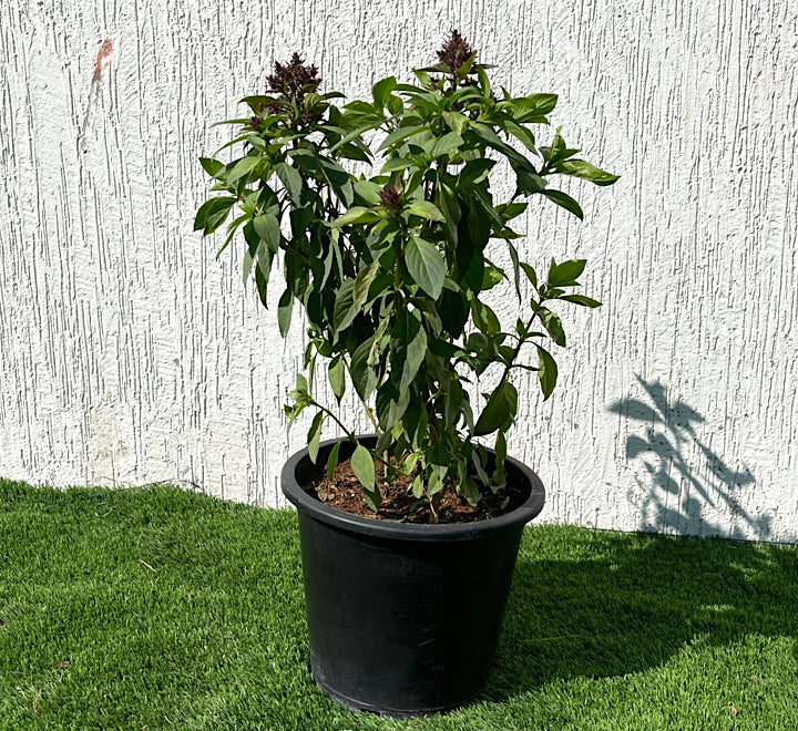 Ocimum Basilicum or Rehan Herb