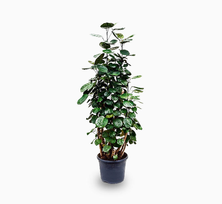 Polyscias fabian or Aralia Fabian 50-70cm