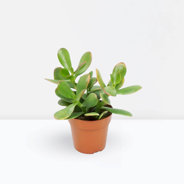 Dollar Plant "Crassula ovata Mini " Or Jade Plant" 5-10cm