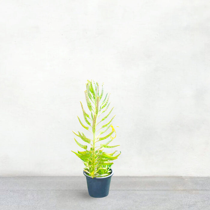 Kalanchoe Houghtonii | Mother of Thousands" or "Devil's Backbone,"