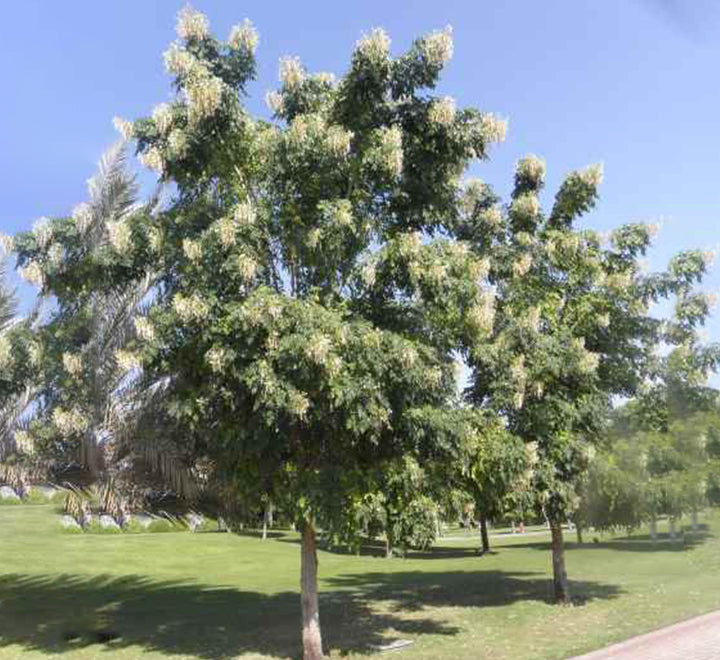 Millingtonia hortensis “Tree jasmine شجرة الياسمين or Indian cork tree”