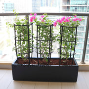 3 Bougainvillea Spectabilis 80 - 100cm in Grp Planter (100 - 30 - 30cm) - Greensouq -