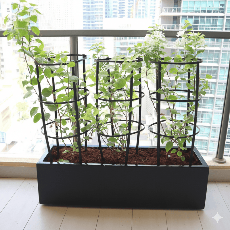 3 Bougainvillea Spectabilis 80 - 100cm in Grp Planter (100 - 30 - 30cm) - Greensouq -