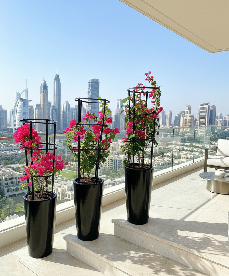 3 Bougainvillea Spectabilis Bundle 80 - 100cm  in Ceramic Pot