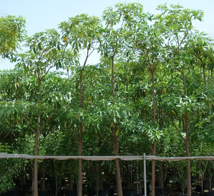 Alstonia scholaris, Indian Pulai, White Cheesewood