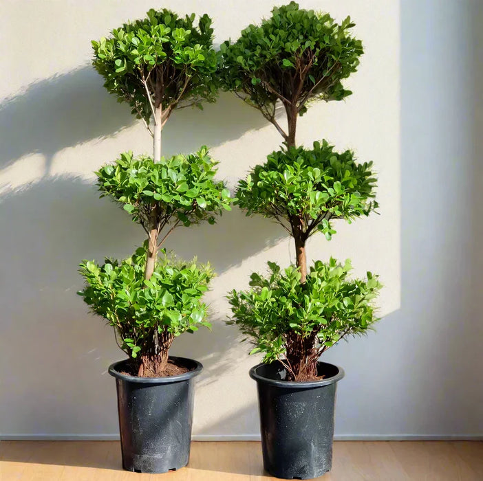 3_head_ficus_greensouq