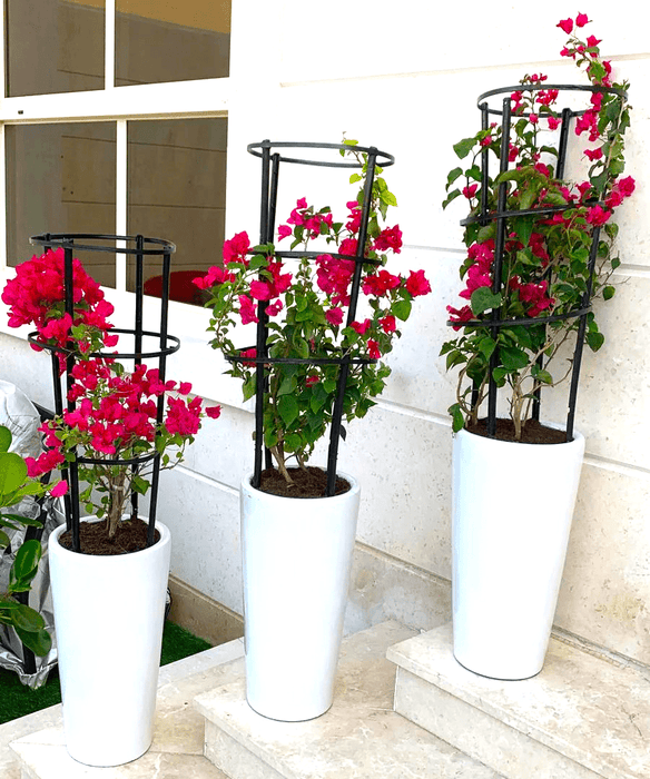 3Pcs Bougainvillea Spectabilis Bundle 80 - 100cm "Dark Pink" in Ceramic Pot - Greensouq -
