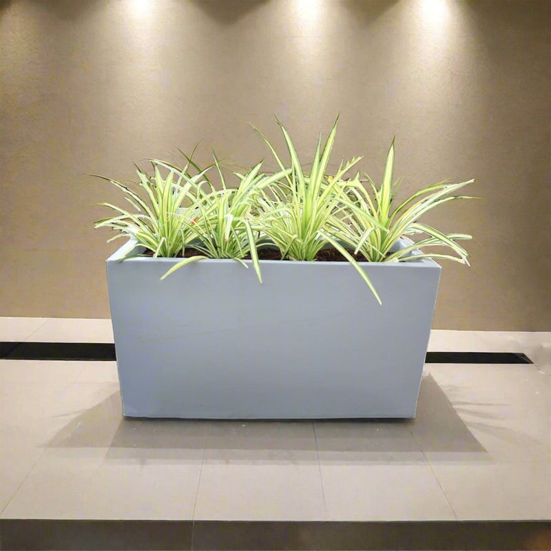 4 Pandanus in Grp Planter (90cm - 30cm - 50cm) - Greensouq -