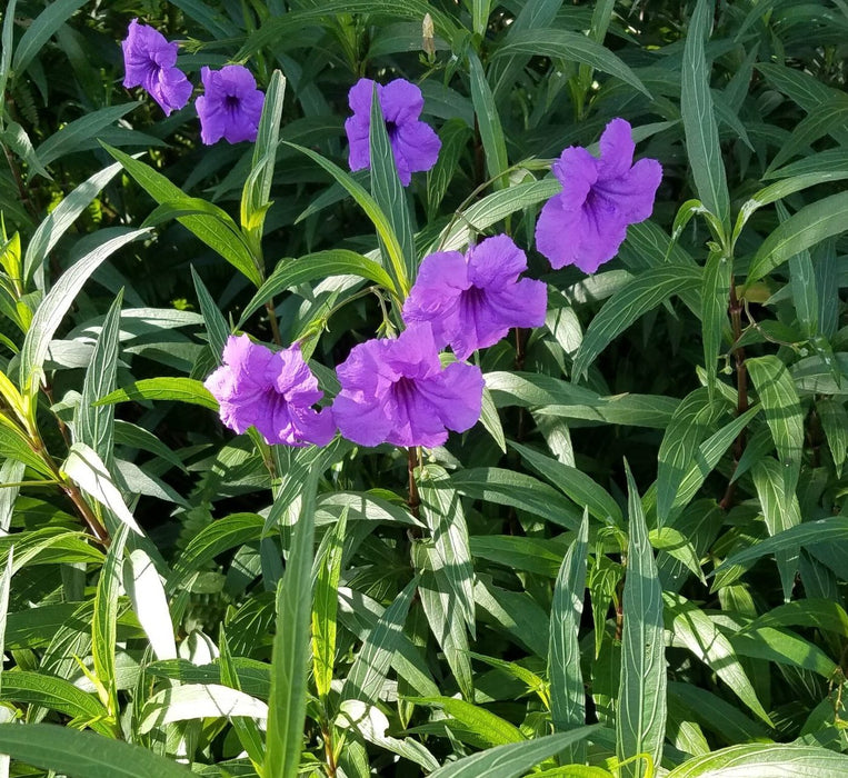 Ruellia ciliosa Greensouq