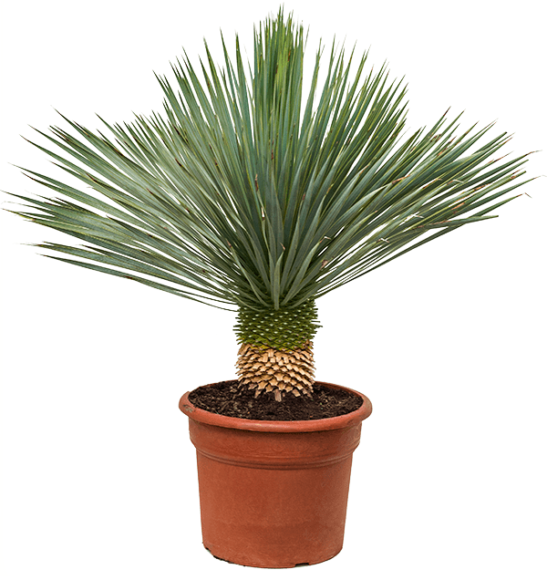 Beaked Yucca "Yucca Rostrata" Green Souq