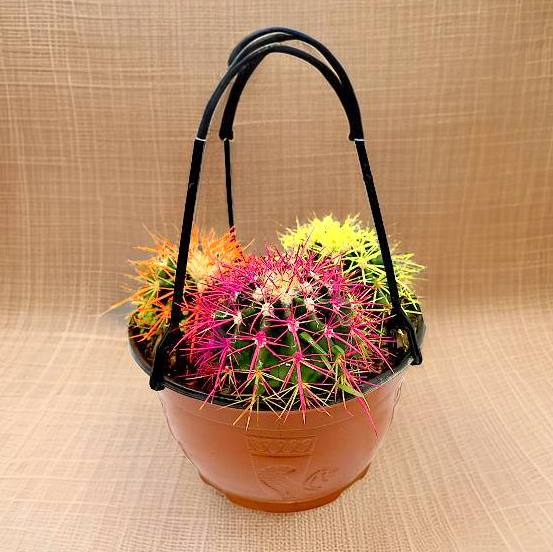 barrel cactus