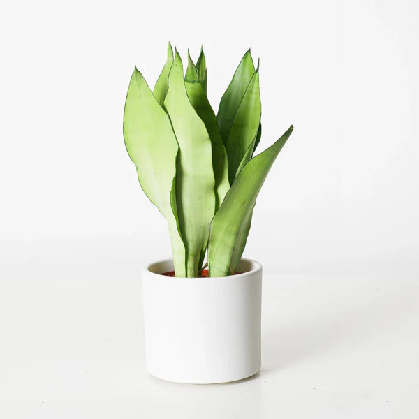 Snake Plant "Moon Shine" 25-30cm