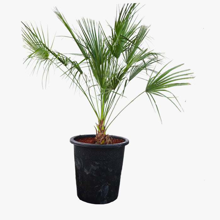 cerifera