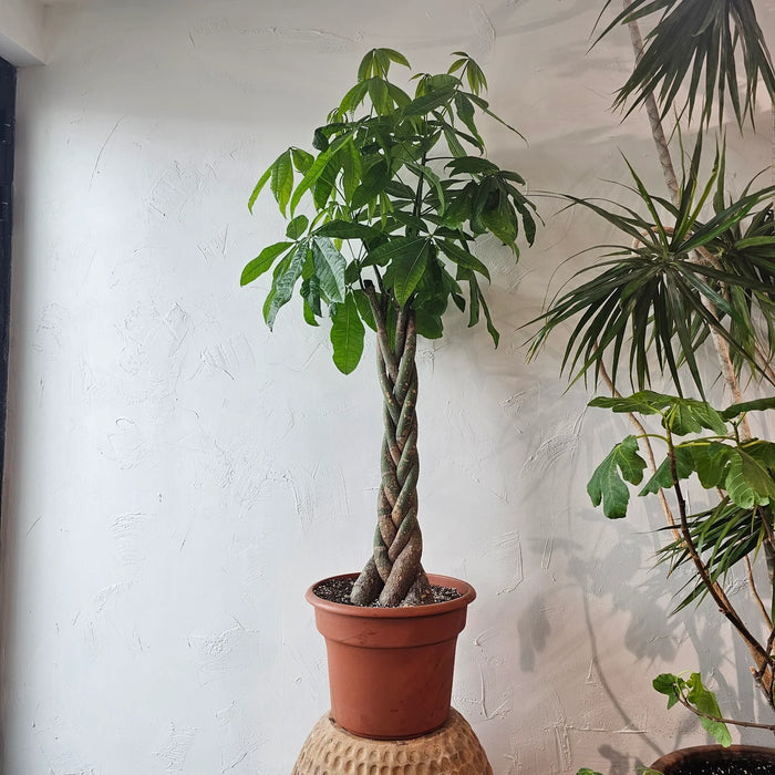 Pachira Aquatica, Money Tree “Twisted Trunk” 130 – 150cm شجرة المال