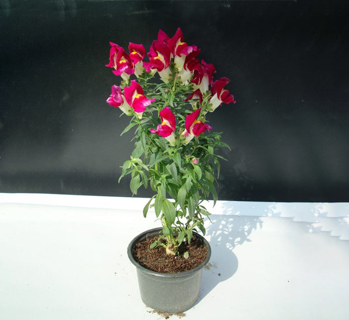 Antirrhium Majus or Snapdragon