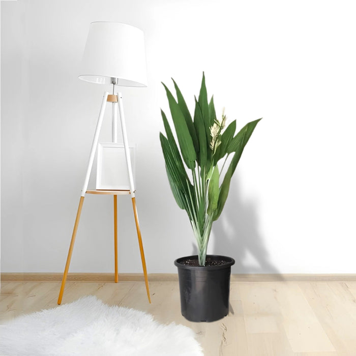 Aspidistras Indoor Plant | Cast Iron Plant 0.8 – 1.0m