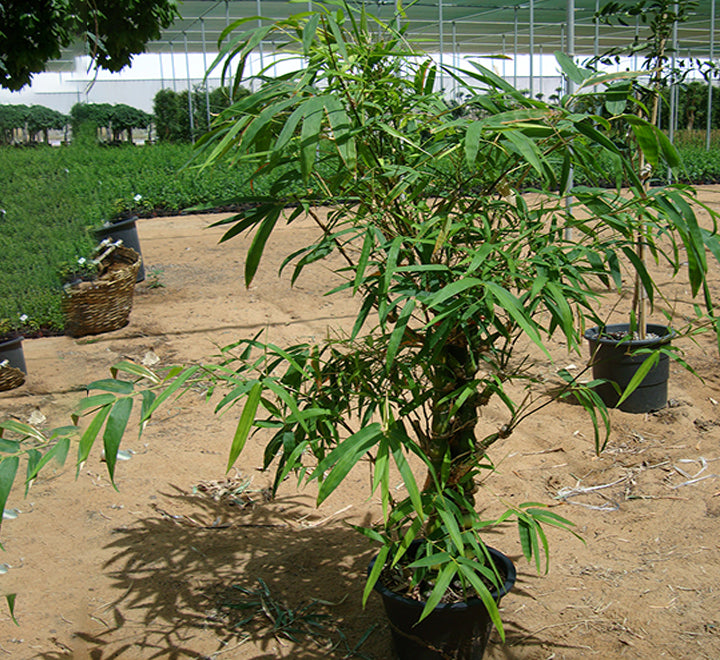 Bambusa ventricosa or Buddha’s Belly Bamboo