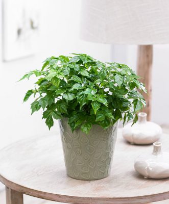 China Doll Plant