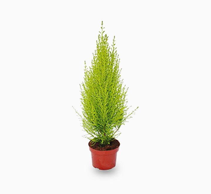 Cupressus Macrocarpa, Goldcrest Wilma, Lemon Cyperus