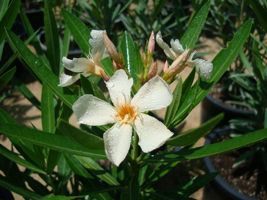 Oleander "Nerium Oleander" Mix Copa 30L
