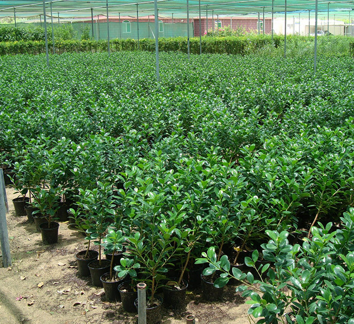 Ficus hawaii “Green Island”