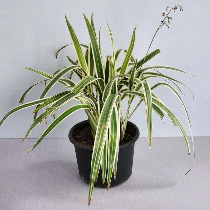 Dianella Tasmanica "Variegata" or Tasman Flax-lily