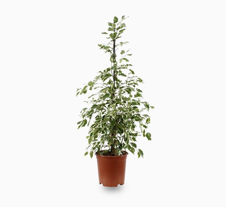 Ficus benjamina Or Twilight 100 cm to 120 cm