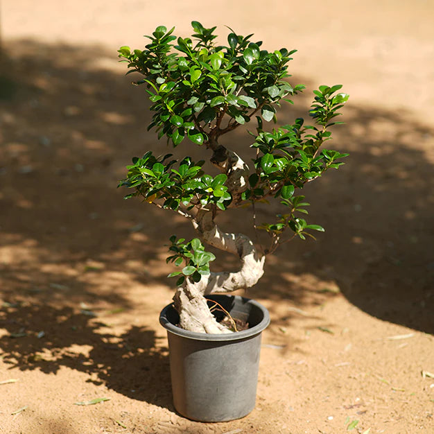 Ficus "S" Bonsai 50 - 70cm