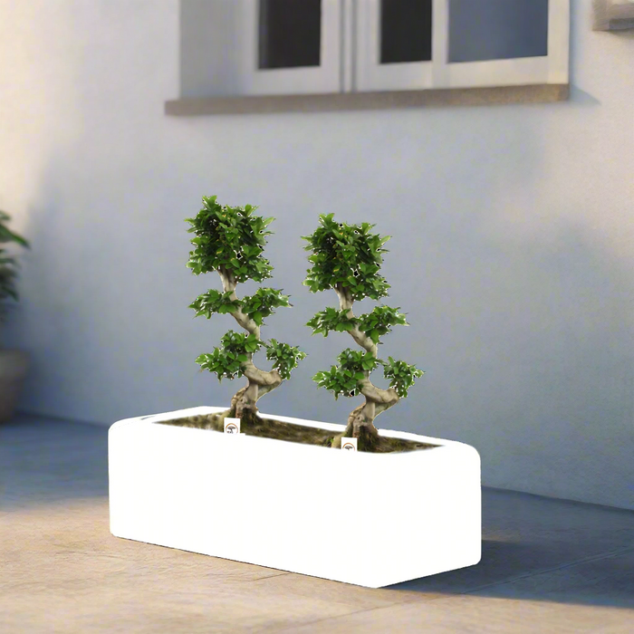 Ficus "S" Bonsai Duo in Rectangular Fiber Glass Planter (GRP) (70x30x30cm)