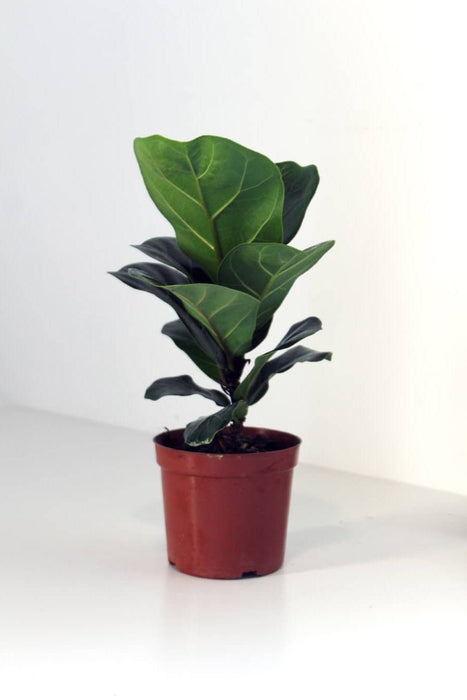 Fiddle Leaf Mini