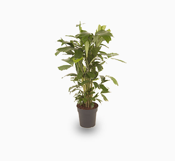 Fishtail palm 120 – 140cm