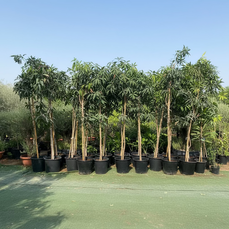 Mango Plant "Chaunsa" Pakistan's Delicious Small Mangoes 3.0-3.5m Mature