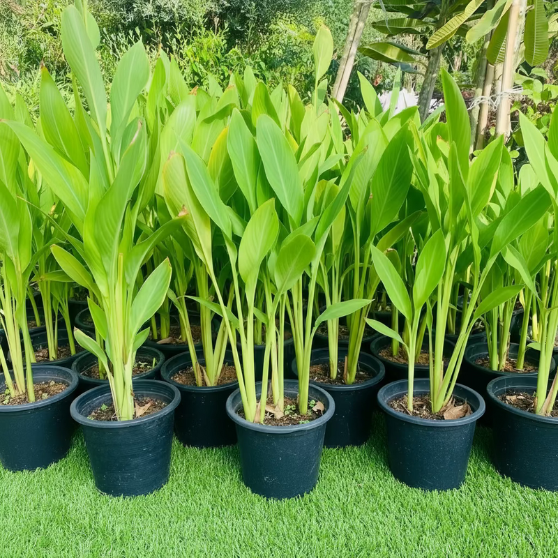 Canna Indica or Canna Green