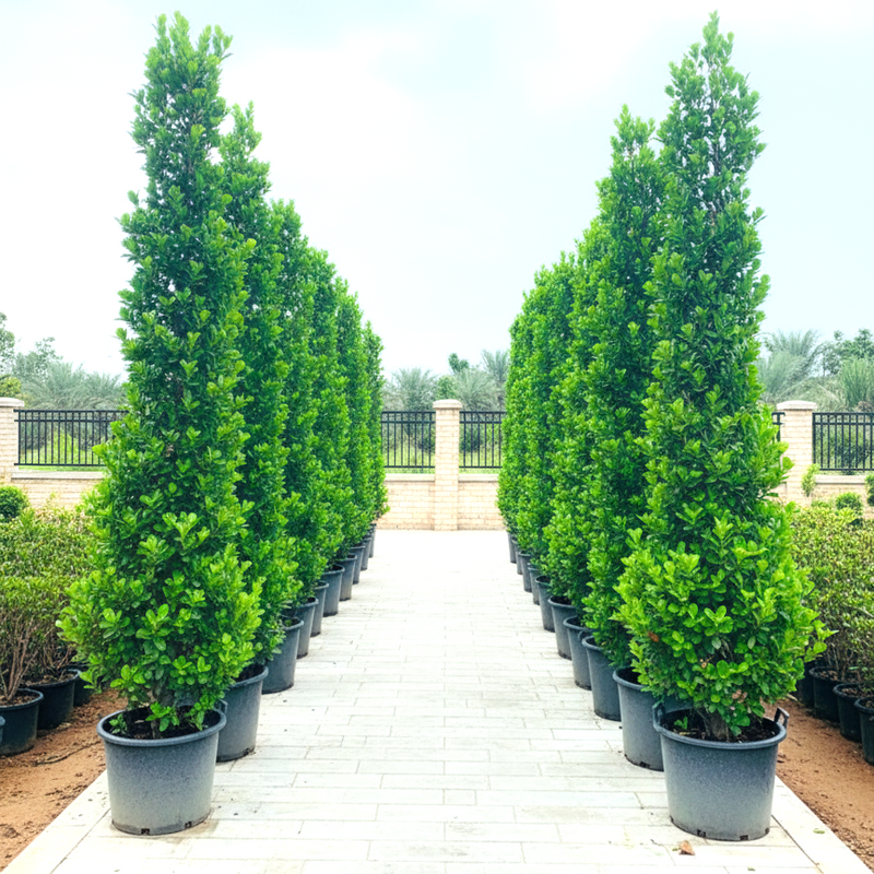 Ficus diversifolia / Ficus Cone Shape