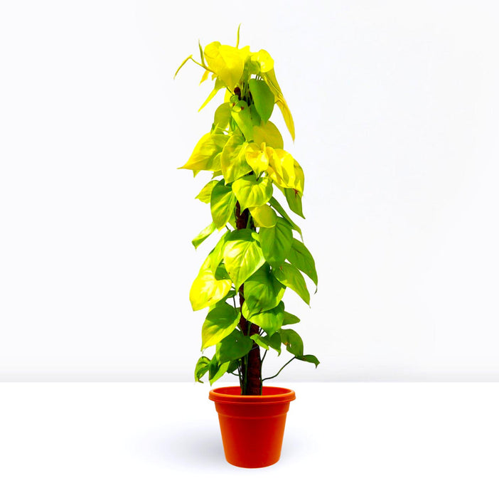 Scindapsus Golden "Golden Money Plant" 80-90cm