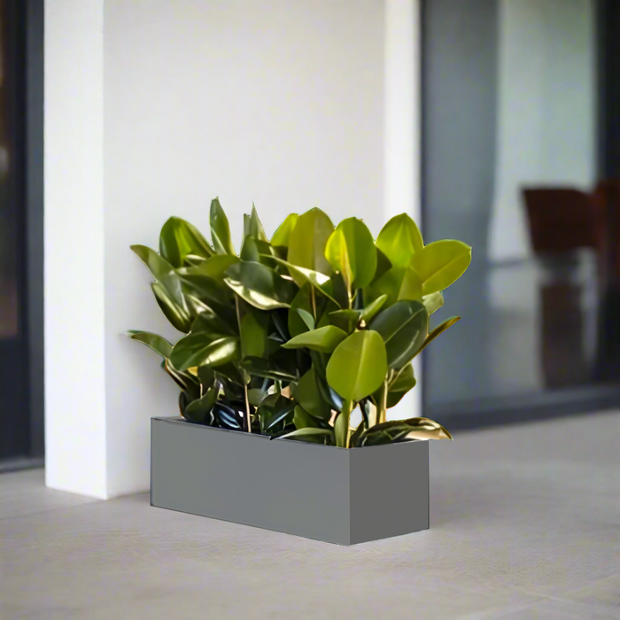 Rubber Plant Indoor or Ficus Elastica Trio in Rectangular Fiber Glass Planter (GRP) (90x30x30cm)