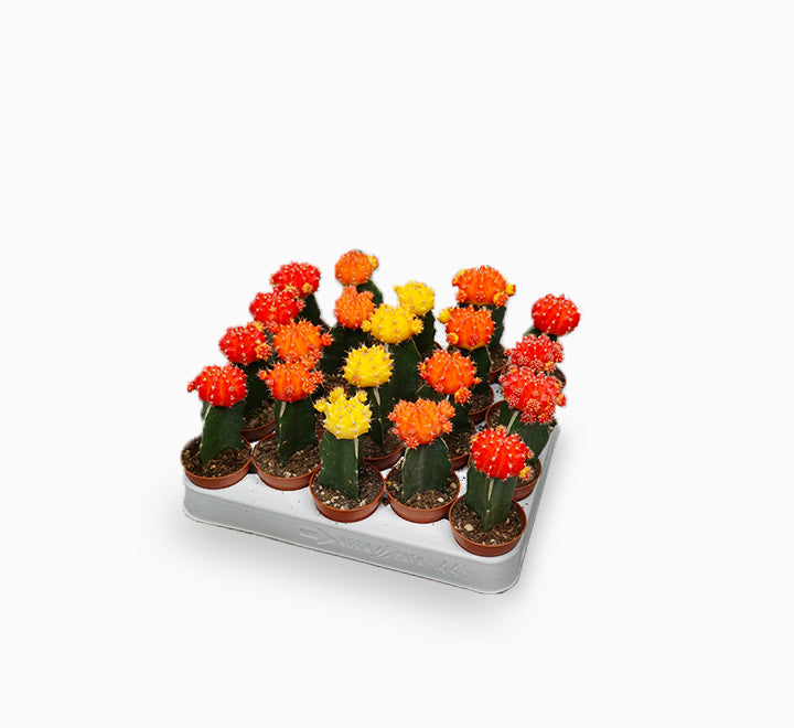 Gymnocalycium