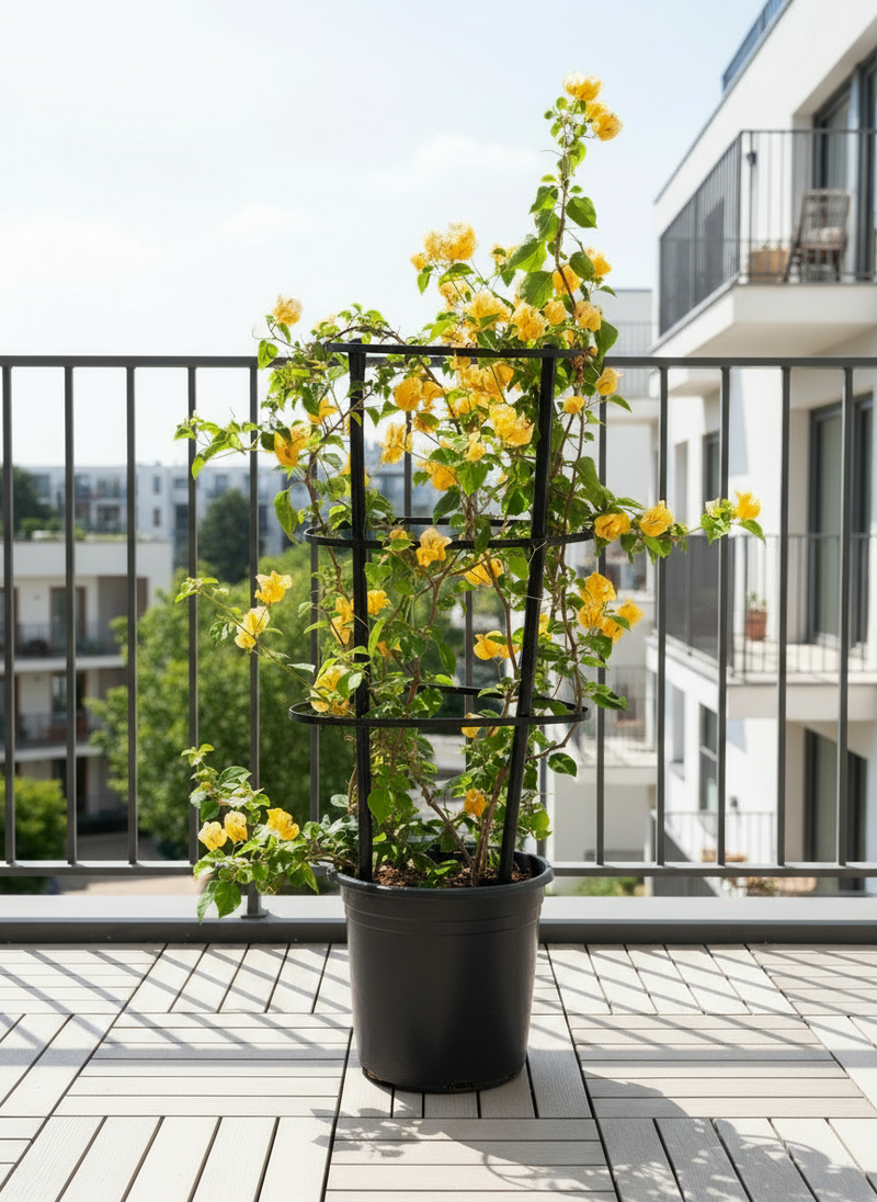 Bougainvillea Spectabilis “30 to 160cm” Orange