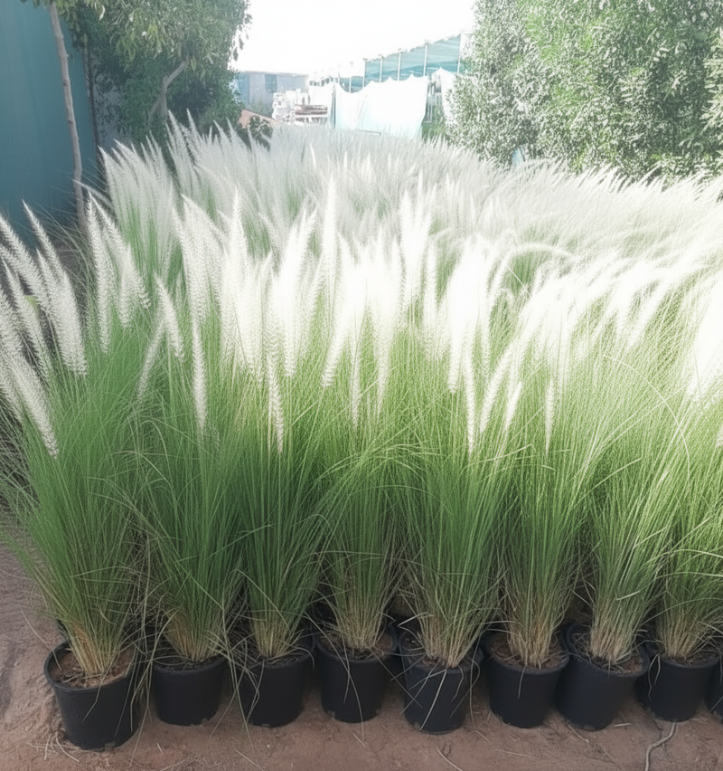 Pennisetum Setaceum | African Fountain Grass | Tender Fountain Grass