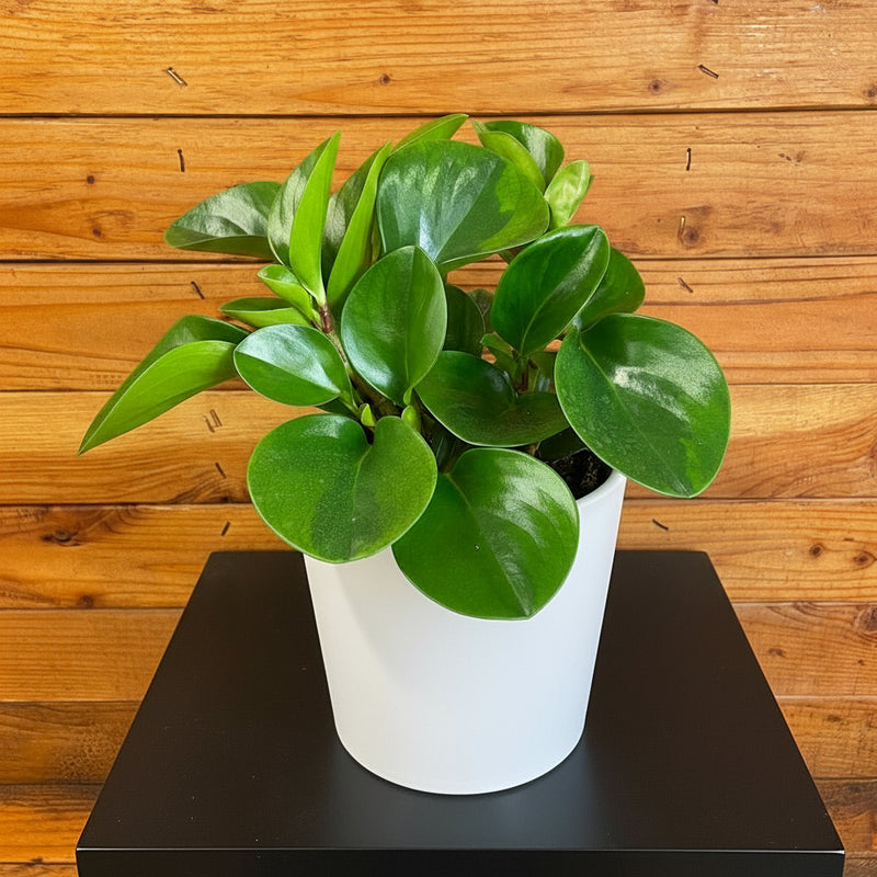 Peperomia Obtusifolia, Baby Rubber Plant or Pepper face  10 - 15cm